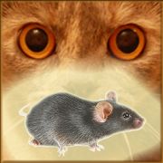 Скачать взломанную Мышь на экране для кота - Симулятор мыши [МОД безлимитные деньги] на Андроид - Версия 18.0 apk
