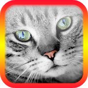 Скачать взломанную Переводчик на кошачий язык [МОД много монет] на Андроид - Версия 5.5 apk