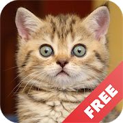 Скачать Звуки котов - поиграй с котами [Полная] на Андроид - Версия 1.19 apk