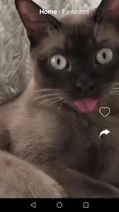 Скачать Смешные видео котиков, прикольные гифки, бесплатно [Полная] на Андроид - Версия 1.0.0 apk